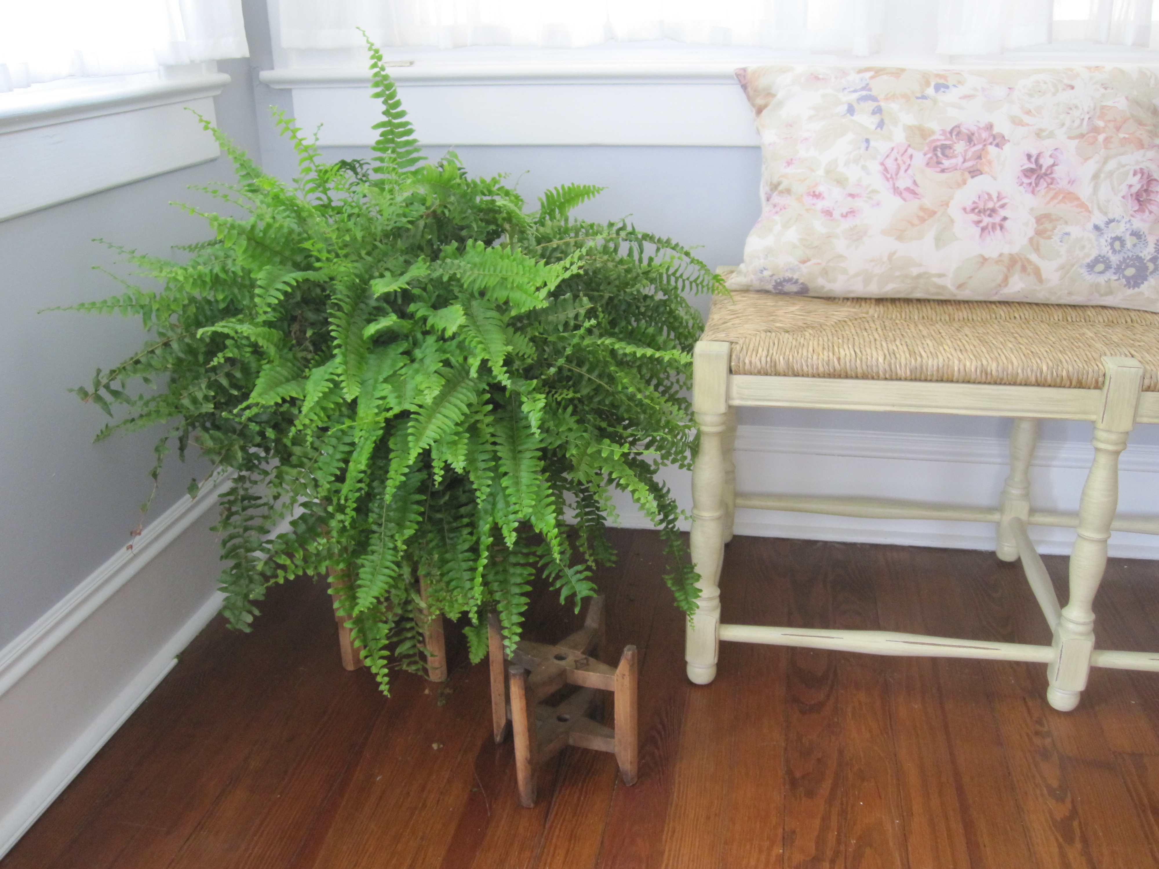 Boston fern and Ballard Designs bench
